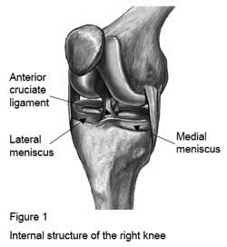Internal Structure of The Right Knee